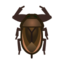 Giant Water Bug