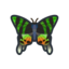 Madagascan Sunset Moth