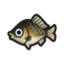 Crucian Carp