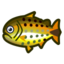 Dorado