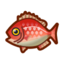 Red Snapper