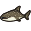 Whale Shark