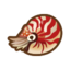 Chambered Nautilus