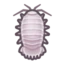 Giant Isopod