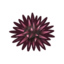 Sea Urchin