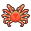 Spider Crab